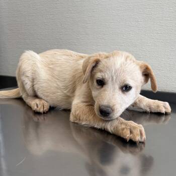 Stella -  Mixed Breed Dog for Adoption in Las Cruces, New Mexico - Stella | PetCurious