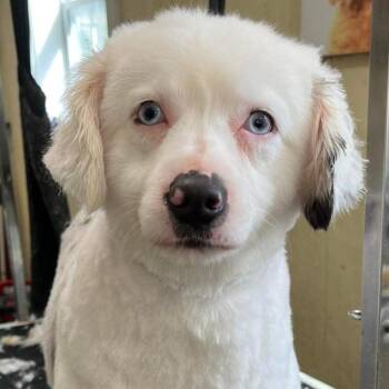 Rescue Australian Shepherd Dogs for Adoption in Fleetwood, Pennsylvania - Milo | PetCurious