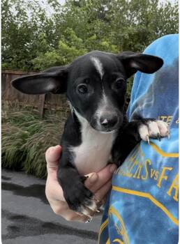 Peanut -  Chiweenie Dog for Adoption in Bull Valley, Illinois - Peanut | PetCurious