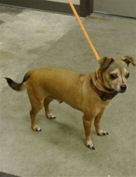 Rescue Chihuahua Dogs for Adoption in Ontario, California - TEDDY | PetCurious