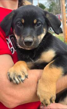 Shepherd and Rottweiler Dogs Available for Adoption in El Dorado, Arkansas - Bear | PetCurious