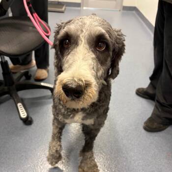 Titus -  Old English Sheepdog and Standard Poodle Dog for Adoption in Saint Joseph, Missouri - Titus | PetCurious