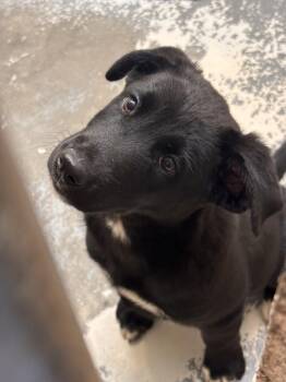 Kensie -  Border Collie and Siberian Husky Dog for Adoption in Vancouver, Washington - Kensie | PetCurious