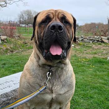 Mastiff Dogs Available for Adoption in Middletown, Rhode Island - Waldo | PetCurious