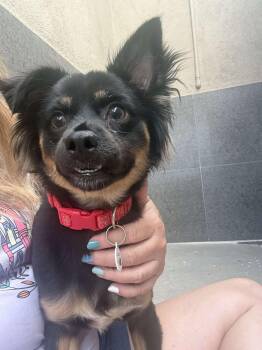 Papillon Dogs Available for Adoption in Phoenix, Arizona - Reginald | PetCurious