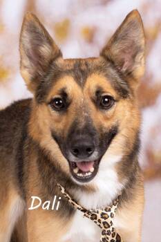 Dali (Robert) -  Shepherd Dog for Adoption in Gilbert, Arizona - Dali (Robert) | PetCurious