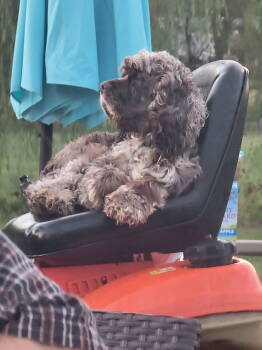 Rescue Cocker Spaniel Dogs for Adoption in Elizabethtown, Pennsylvania - Preston | PetCurious