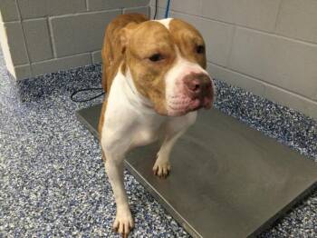 A1938233 -  Pit Bull Terrier Dog for Adoption in Thousand Palms, California - A1938233 | PetCurious