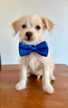 Marty -  Chihuahua and Maltese Dog for Adoption in Johnston, Iowa - Marty | PetCurious