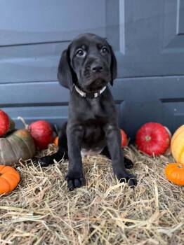 Ducky -  Black And Tan Coonhound and Labrador Retriever Dog for Adoption in Dysart, Iowa - Ducky | PetCurious