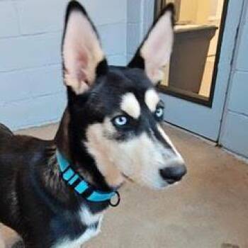 Sophie -  Husky Dog for Adoption in Green Valley, Arizona - Sophie | PetCurious