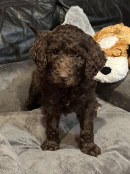 Aussiedoodle and Labrador Retriever Dogs Available for Adoption in Milton, Georgia - BOCEPHUS (BO) | PetCurious