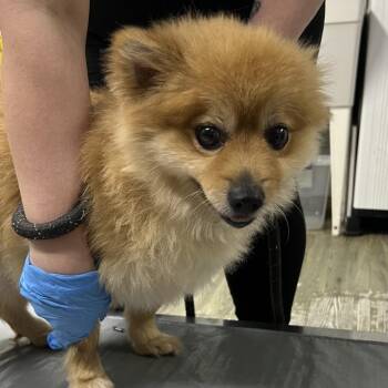 Mixed Breed Dogs Available for Adoption in Summerville, South Carolina - Larky | PetCurious