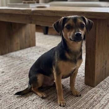 Bubba -  Chihuahua and Jack Russell Terrier Dog for Adoption in Pittsfield, Illinois - Bubba | PetCurious