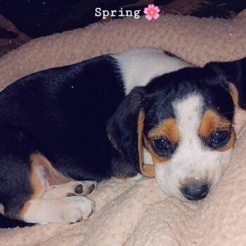 Beagle Dogs Available for Adoption in Fairfax Station, Virginia - Beans | PetCurious
