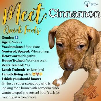 Labrador Retriever Dogs Available for Adoption - Cinnamon | PetCurious