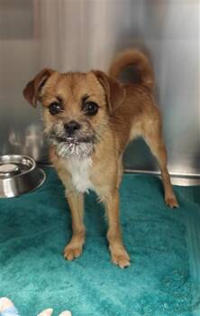 Mixed Breed Dogs Available for Adoption in Santa Fe, New Mexico - ARTHUR | PetCurious