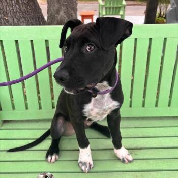 Malcom -  Mixed Breed Dog for Adoption in Fulton, Texas - Malcom | PetCurious