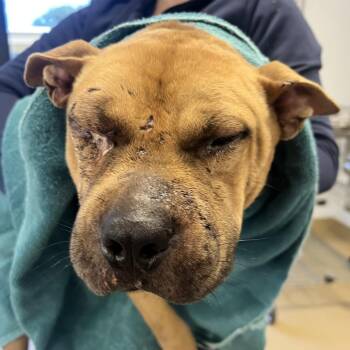 Wink -  Mixed Breed Dog for Adoption in West Palm Beach, Florida - Wink | PetCurious