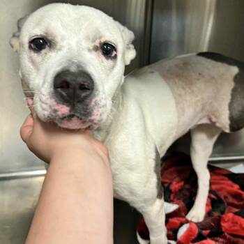Rescue Pit Bull Terrier Dogs for Adoption in Savannah, Georgia - Toola | PetCurious