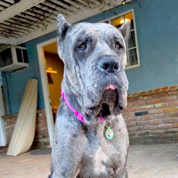 Cinderella -  Cane Corso Dog for Adoption in Los Angeles, California - Cinderella | PetCurious