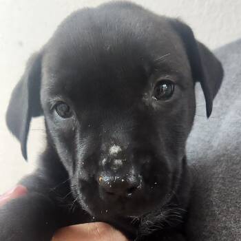 Barbacoa-2288 -  Black Labrador Retriever and Mixed Breed Dog for Adoption in Tyler, Texas - Barbacoa-2288 | PetCurious