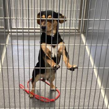 Max -  Beagle and Chihuahua Dog for Adoption in Montgomery, Alabama - Max | PetCurious