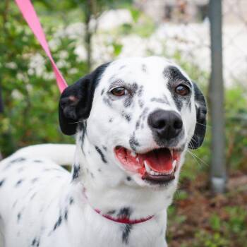 Dalmatian Dogs Available for Adoption in Hattiesburg, Mississippi - Alani | PetCurious