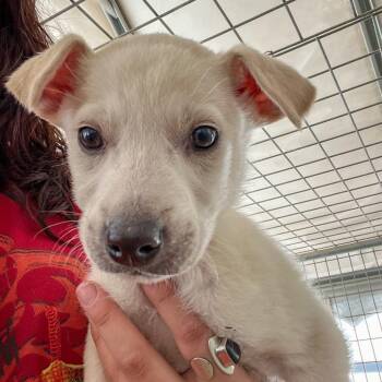Chloe -  Mixed Breed Dog for Adoption in Taos, New Mexico - Chloe | PetCurious