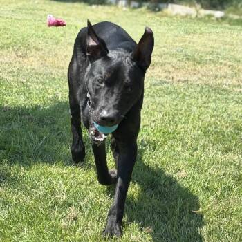 Rescue Mixed Breed Dogs for Adoption in Medford, Oregon - Tucker | PetCurious