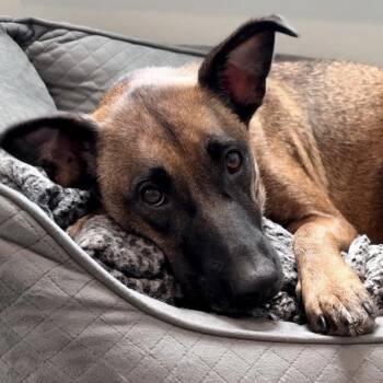 Kalina -  Belgian Shepherd Malinois Dog for Adoption in Conway, South Carolina - Kalina | PetCurious
