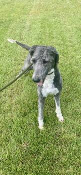 Rescue Standard Poodle Dogs for Adoption in Hartwell, Georgia - Harper | PetCurious