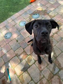 Mastiff and Hound Dogs Available for Adoption - Pennywise | PetCurious