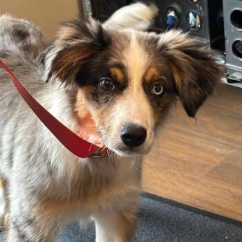 Australian Shepherd and Mixed Breed Dogs Available for Adoption in League City, Texas - Bingo | PetCurious