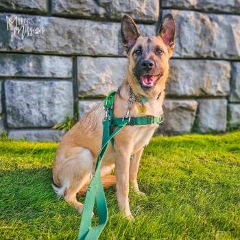 Juneau -  German Shepherd Dog and Chihuahua Dog for Adoption in Spokane, Washington - Juneau | PetCurious