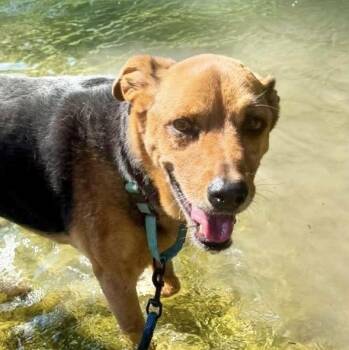 Max -  American Foxhound and German Shepherd Dog Dog for Adoption in Boerne, Texas - Max | PetCurious