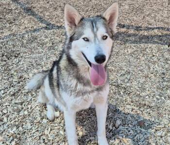 Siberian Husky Dogs Available for Adoption in Albuquerque, New Mexico - LOUIE LOBO | PetCurious