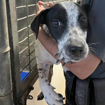 Tugboat -  Australian Cattle Dog Blue Heeler and Pit Bull Terrier Dog for Adoption in Stephenville, Texas - Tugboat | PetCurious