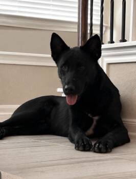 Oni -  German Shepherd Dog Dog for Adoption in Kankakee, Illinois - Oni | PetCurious