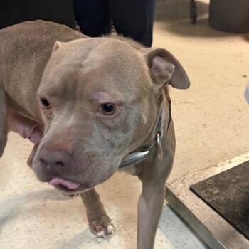 Pollyanna/Diamond D46238 -  Pit Bull Terrier Dog for Adoption in Corsicana, Texas - Pollyanna/Diamond D46238 | PetCurious
