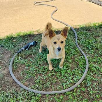 Bella -  Chihuahua and Terrier Dog for Adoption in Brownsboro, Alabama - Bella | PetCurious