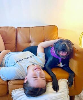 American Staffordshire Terrier and Pit Bull Terrier Dogs Available for Adoption - Polly Anna The Princess Of Lap Snuggles And Giggles | PetCurious