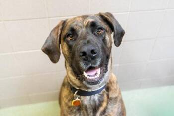 Athena -  Great Dane and Mastiff Dog for Adoption in Woodbury, Minnesota - Athena | PetCurious