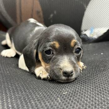 Beagle Dogs Available for Adoption in Columbia, South Carolina - Chicken Biscuit | PetCurious