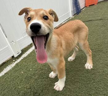 Fisher -  Husky and Labrador Retriever Dog for Adoption in Gilberts, Illinois - Fisher | PetCurious