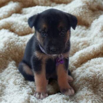 The Husky Bunch -  Husky Dog for Adoption in San Diego, California - The Husky Bunch | PetCurious