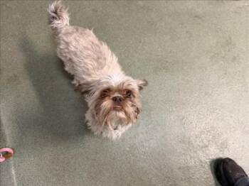 A176404 -  Mixed Breed Dog for Adoption in Santa Fe, New Mexico - A176404 | PetCurious
