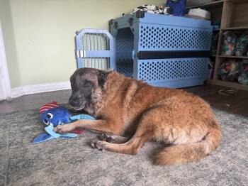 Rambo -  Belgian Shepherd Malinois Dog for Adoption in The Acreage, Florida - Rambo | PetCurious