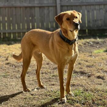 Pepito -  Golden Retriever and Mixed Breed Dog for Adoption in Tuscaloosa, Alabama - Pepito | PetCurious