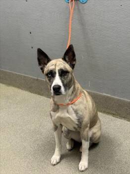 Rescue Husky and Pit Bull Terrier Dogs for Adoption in Las Vegas, Nevada - KAHLUA | PetCurious